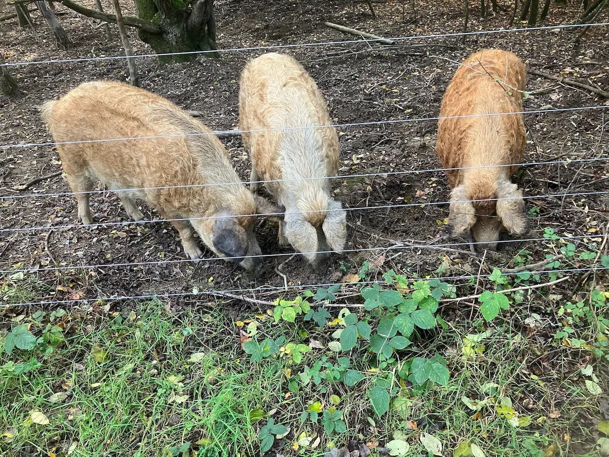 Hungry Hungarian pigs